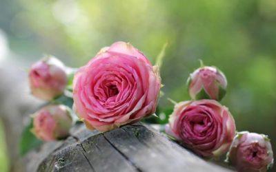 Recette de l’eau florale DIY aux roses de Damas