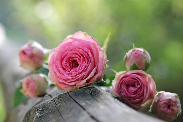Recette de l’eau florale DIY aux roses de Damas
