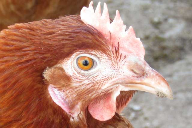 Décoloration de la crête d'une poule suite piqures de poux rouges